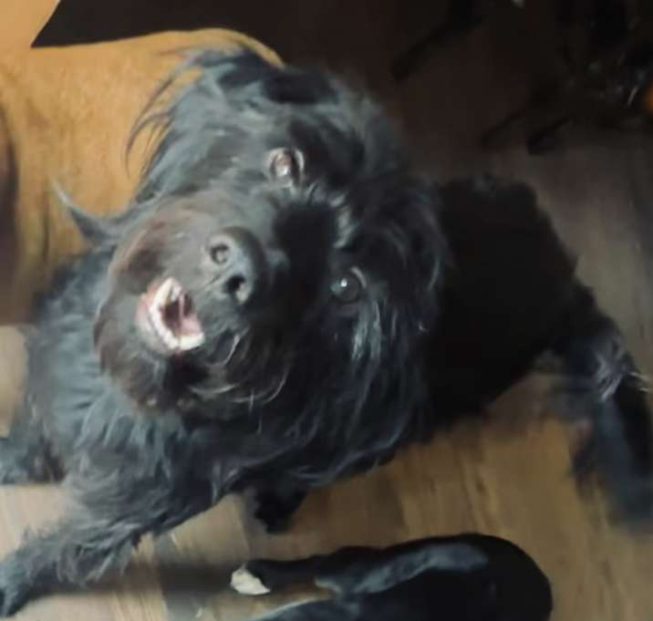 Photo of Benji- I Need You, Pick Me