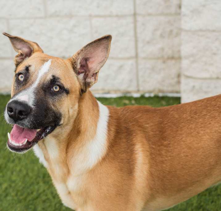 Photo of Goose