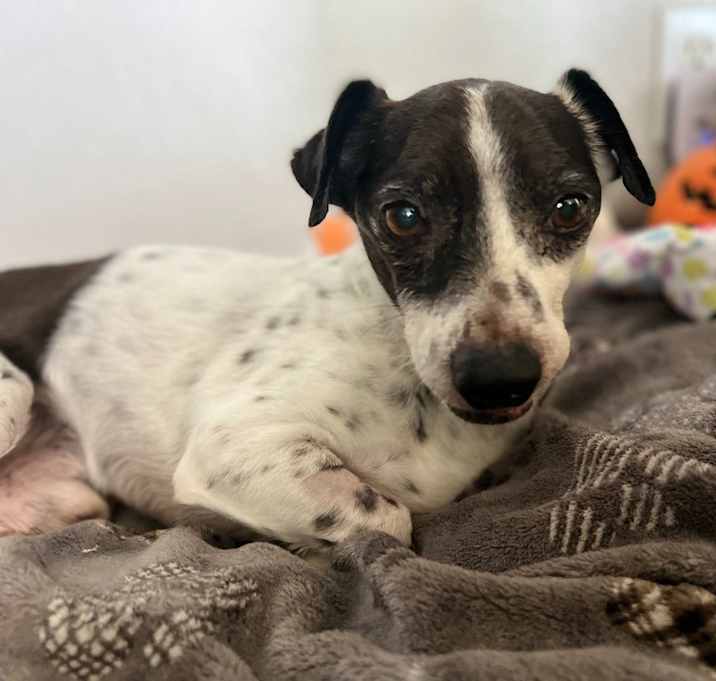 Photo of Foster or Forever Home needed