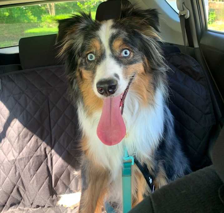Photo of Nova