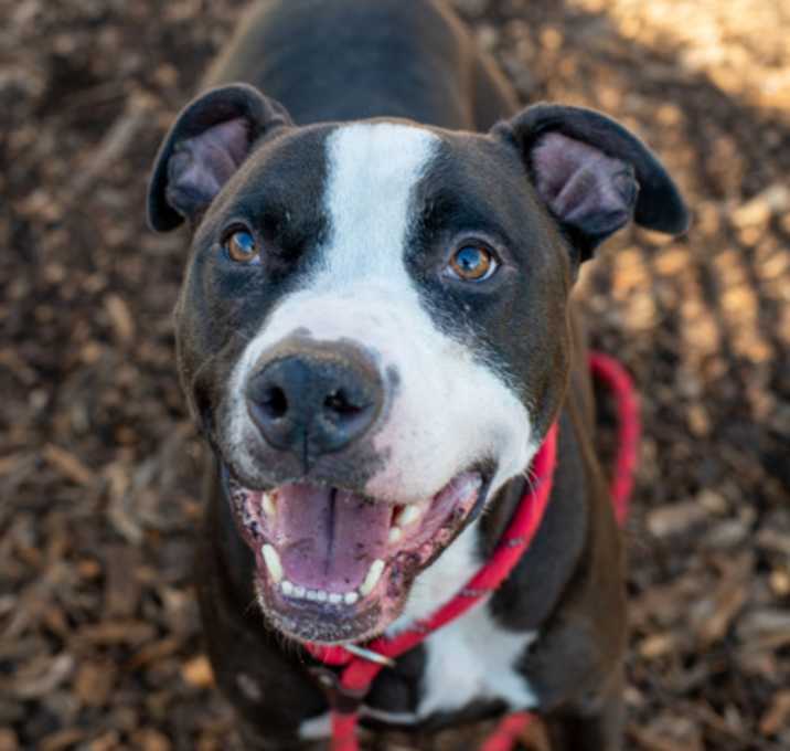 Photo of Bruce- IN FOSTER