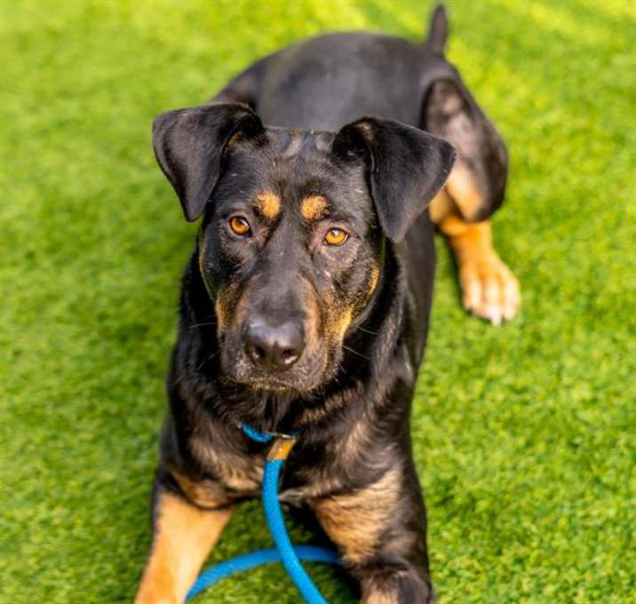 Photo of SHELBY