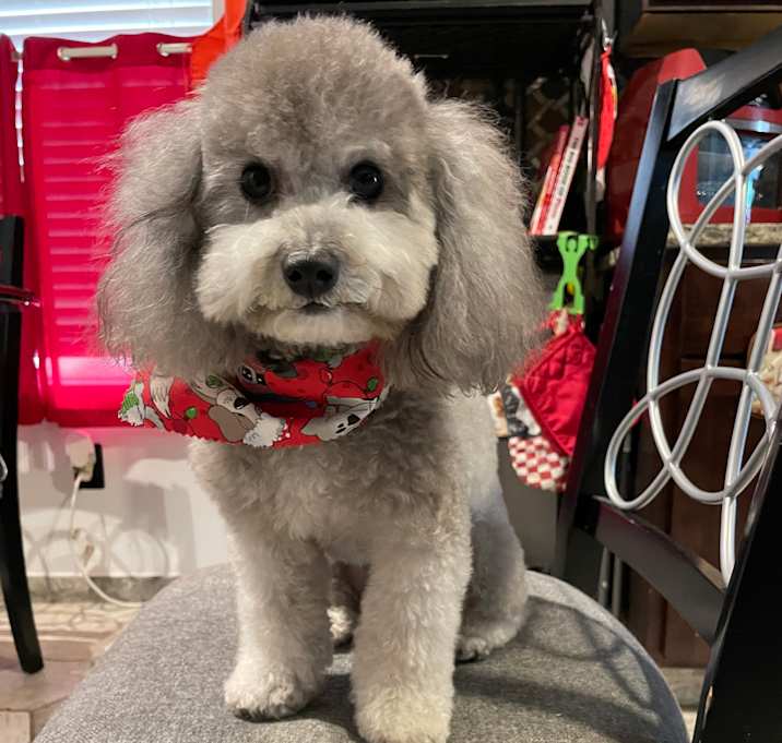 Photo of Bo