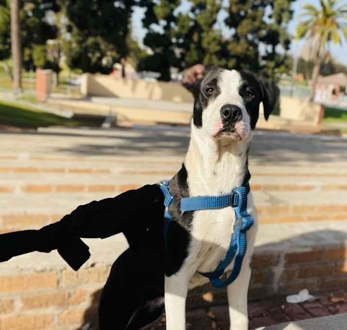 Photo of Peggy *Courtesy Post