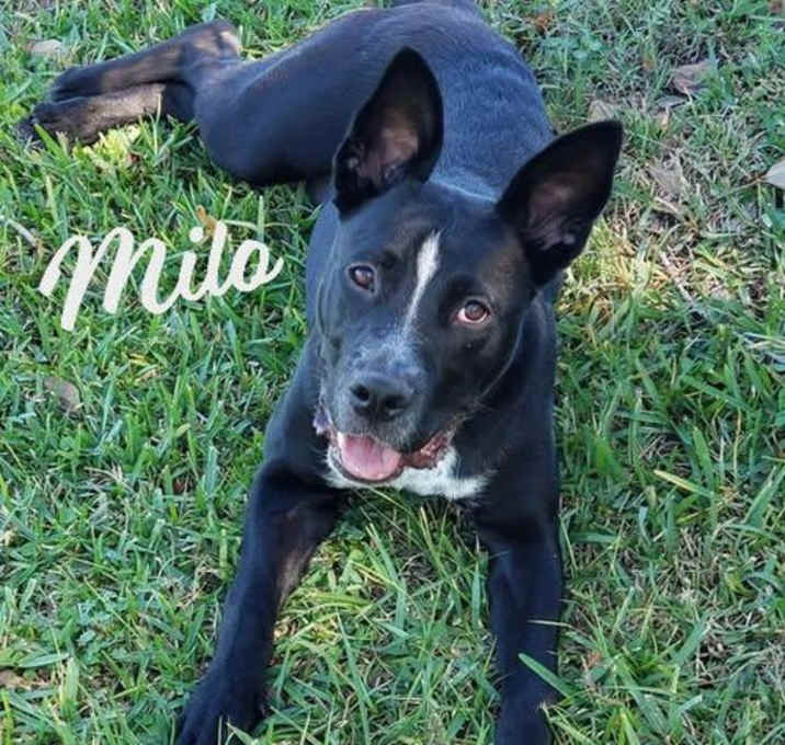 Photo of Milo #gives-mushy-puppy-kisses