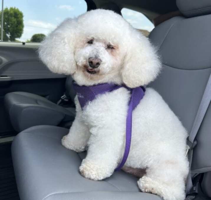 Photo of Berry #492