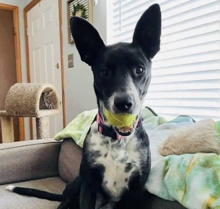 Photo of Olive
