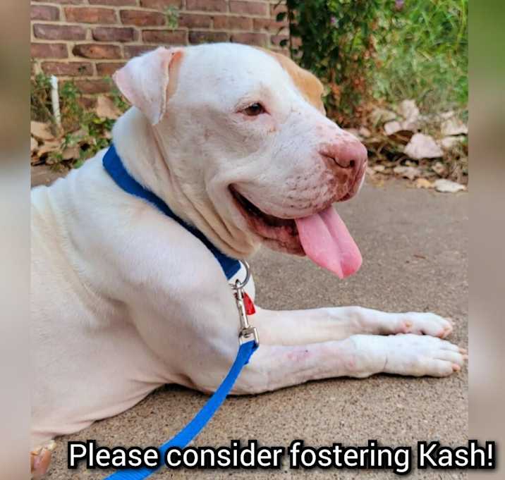 Photo of Kash