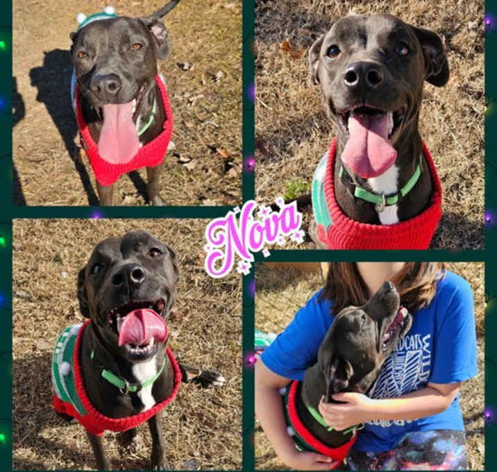 Photo of Nova