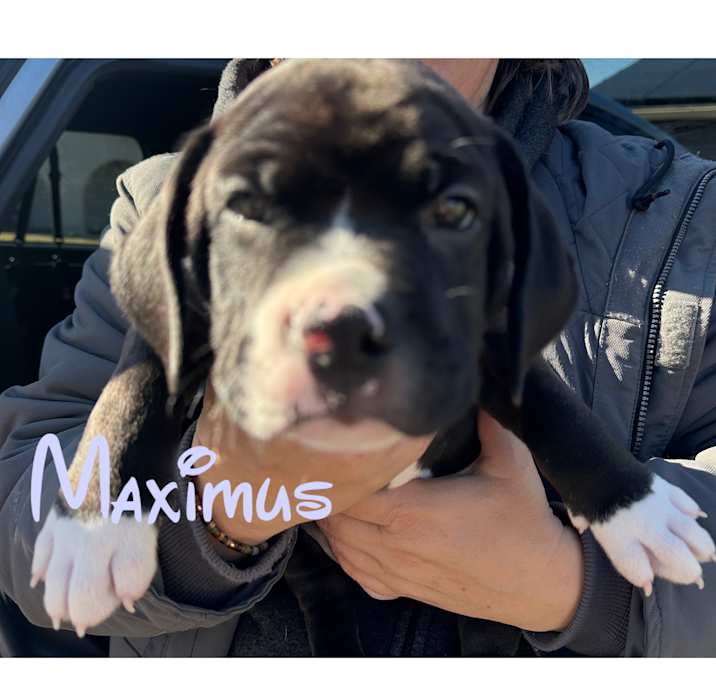 Photo of Maximus