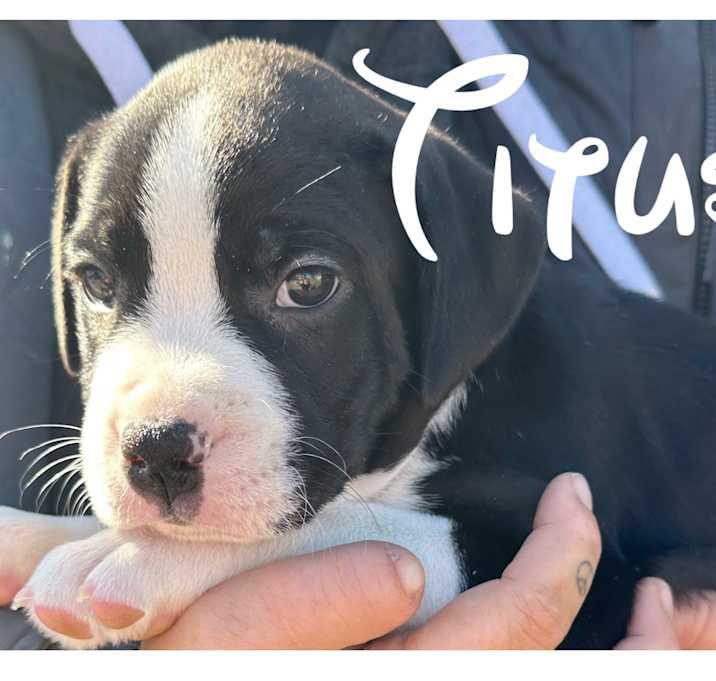 Photo of Titus