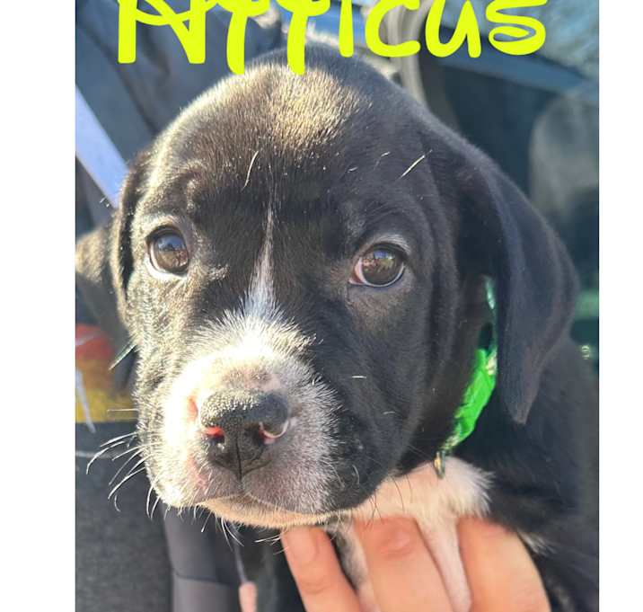 Photo of Articus