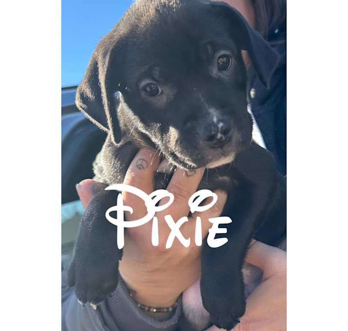 Photo of Pixie