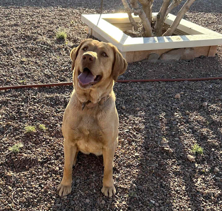 Photo of Biscuit