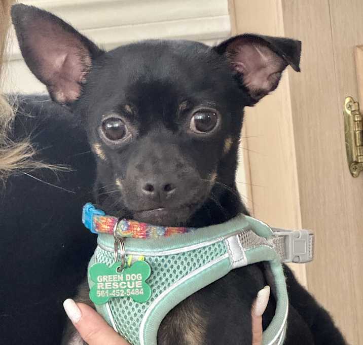 Photo of REX
