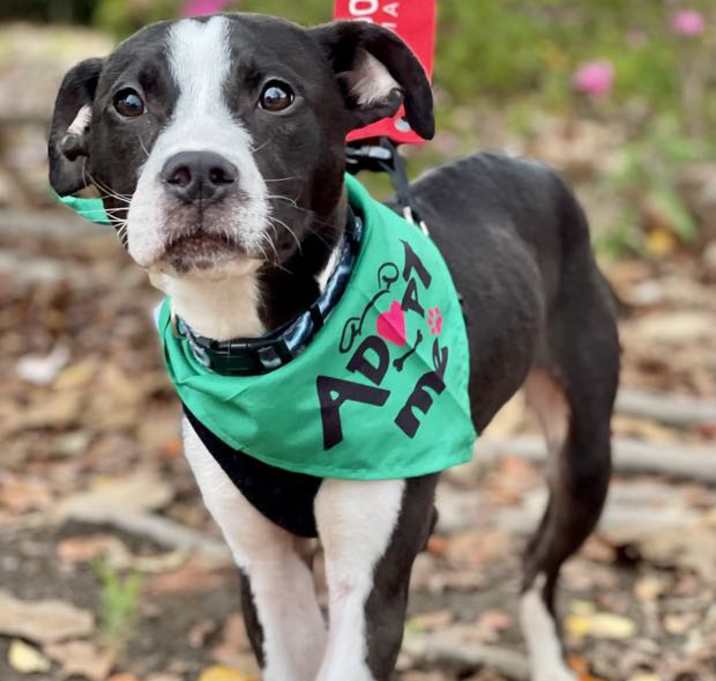 Photo of Roscoe