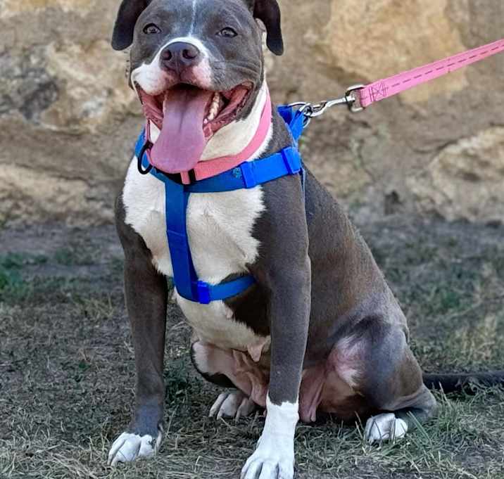 Photo of Adorable Precious