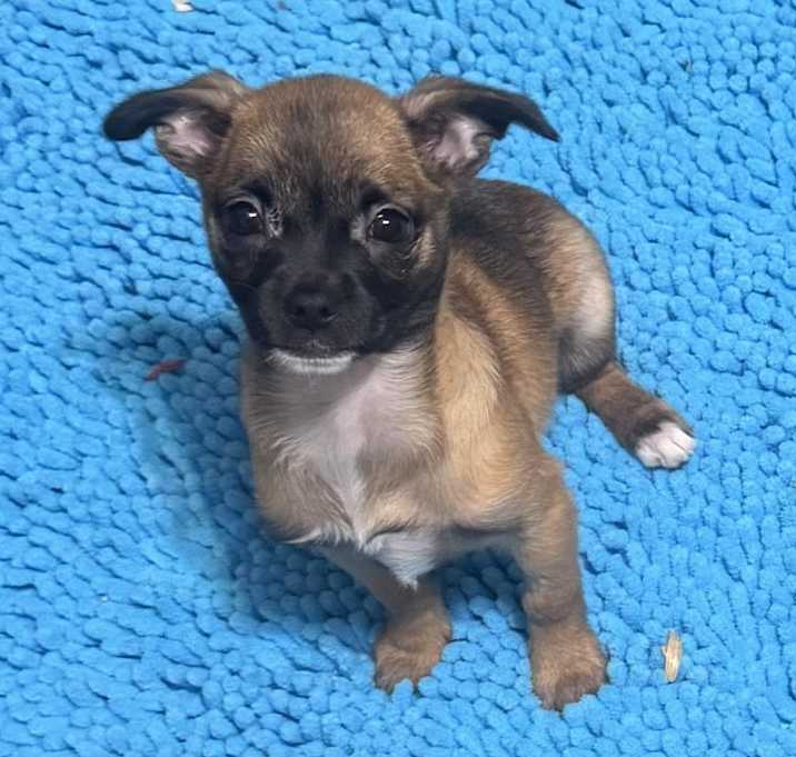 Photo of Phoebe