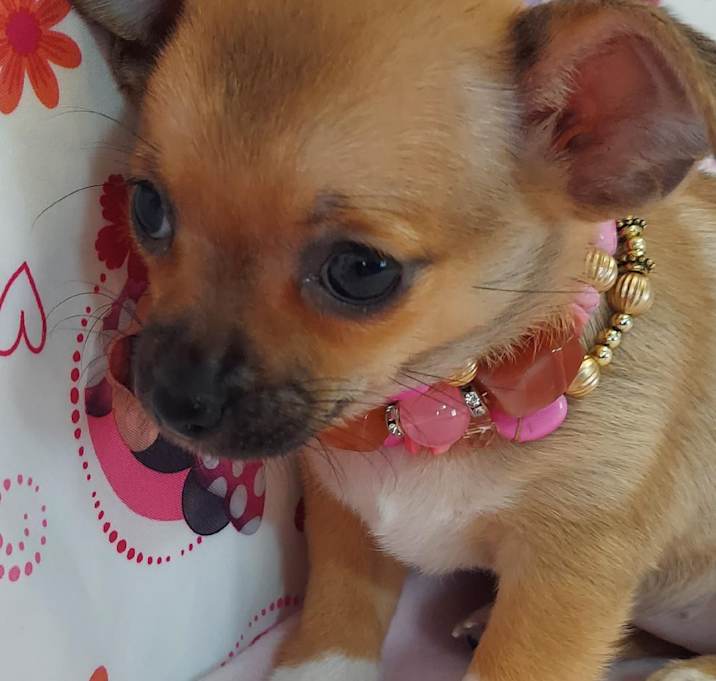 Photo of Estrella