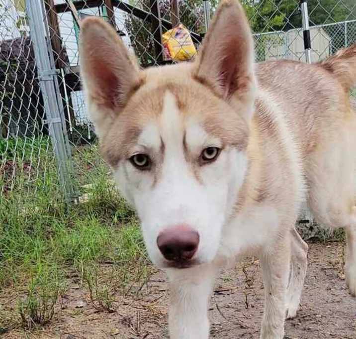 Photo of Bronco