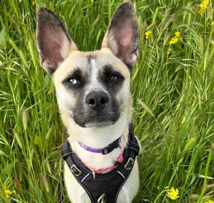 Photo of Jasmine