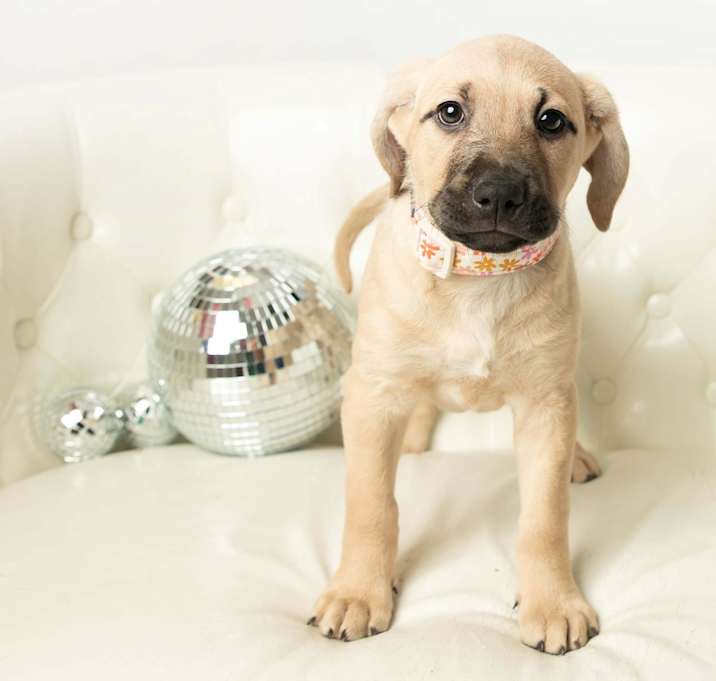 Photo of Sybil - Pre Approval