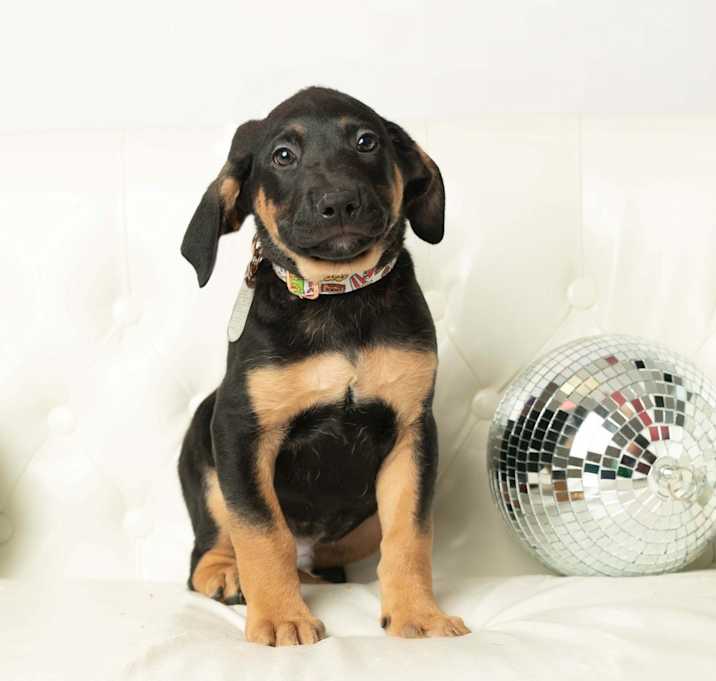 Photo of Dante - Pre Approval