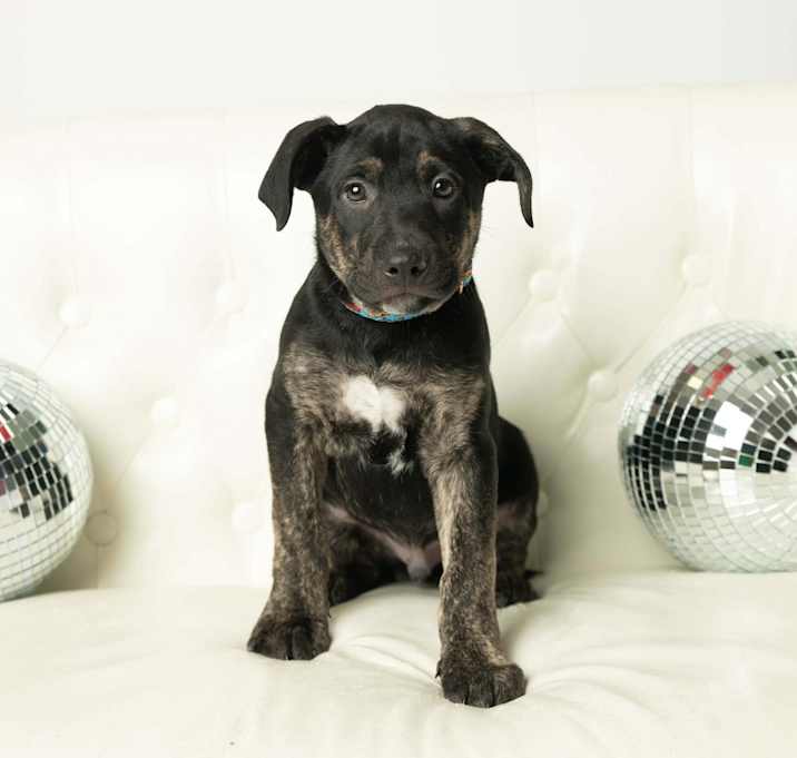 Photo of Tarot - Pre Approval