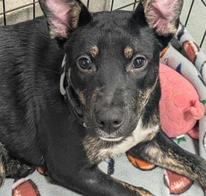 Photo of Ace