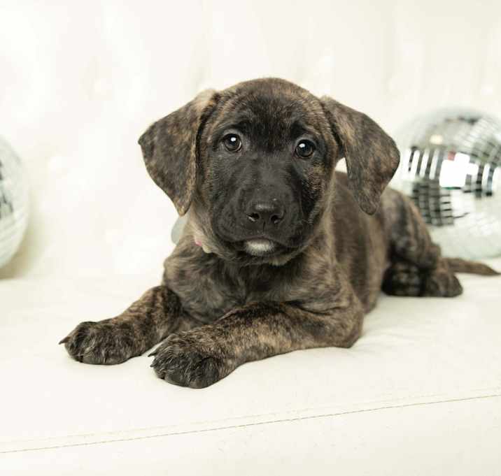 Photo of Agatha - Pre Approval