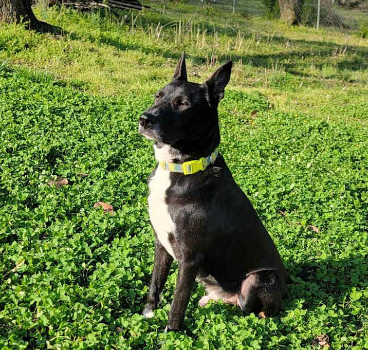 Photo of Sirius