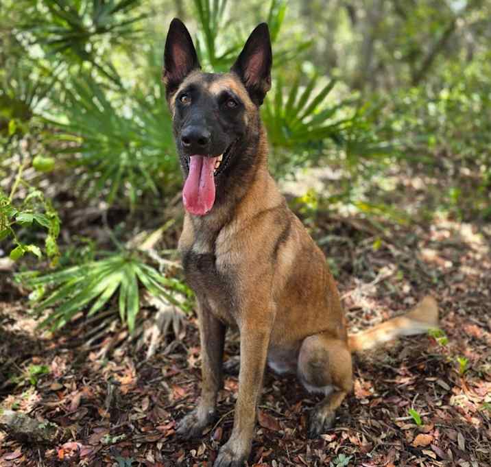 Photo of Molly - Located in Florida