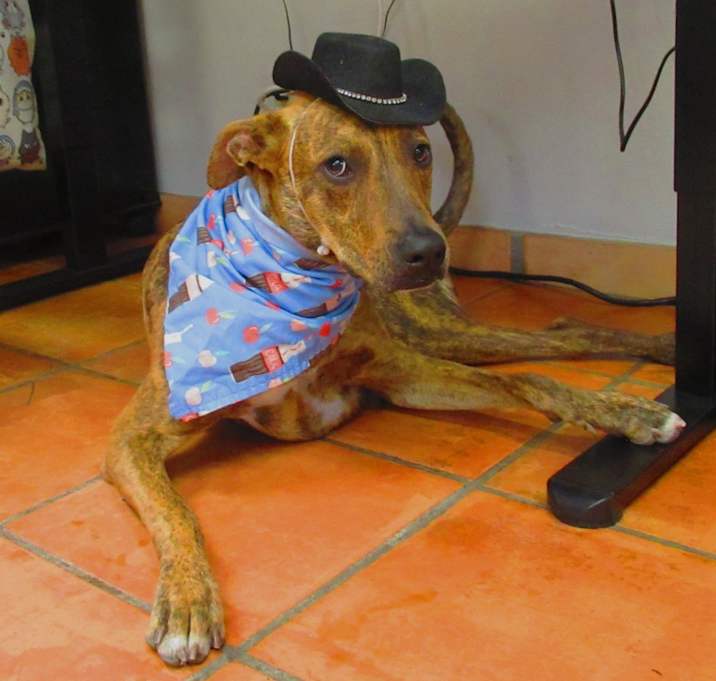 Photo of Skipper