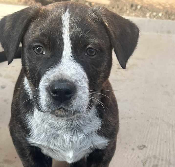 Photo of Maverick