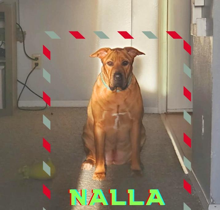 Photo of Nalla (Courtesy Post)