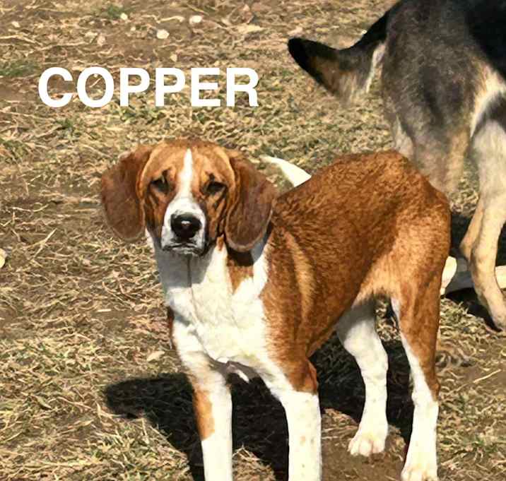 Photo of Copper