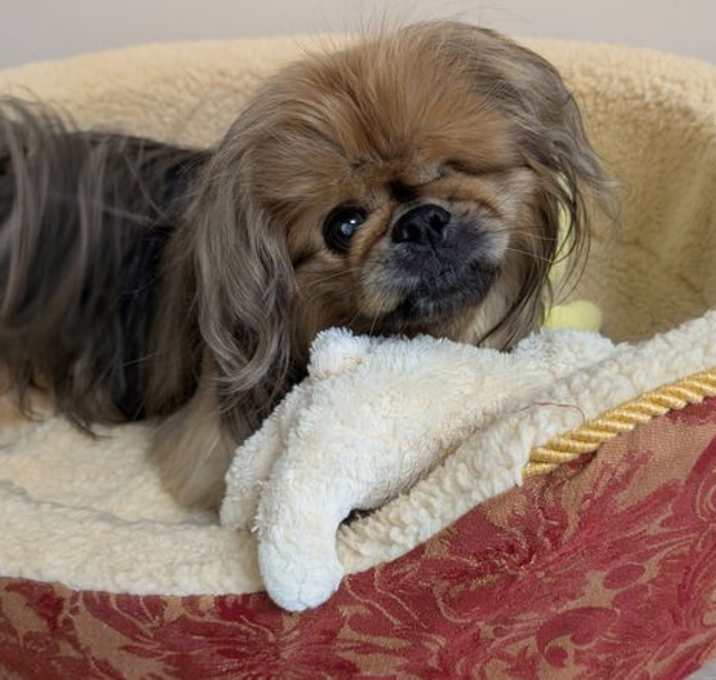 Photo of Rocky