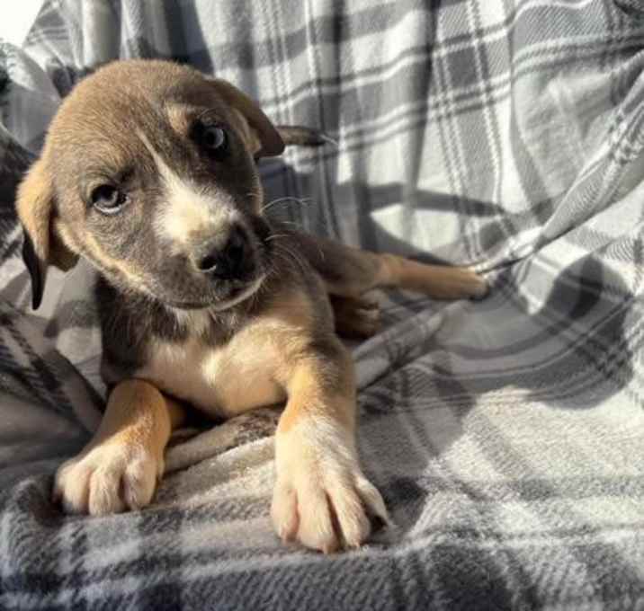 Photo of Vixen