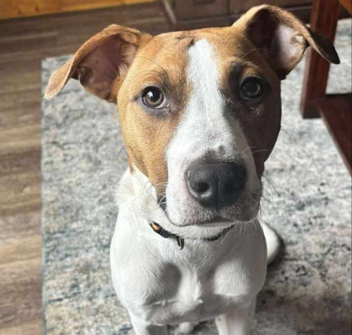 Photo of Snoopy (NY-Kara)