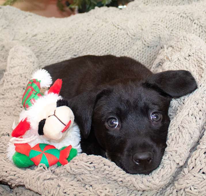 Photo of Yule log