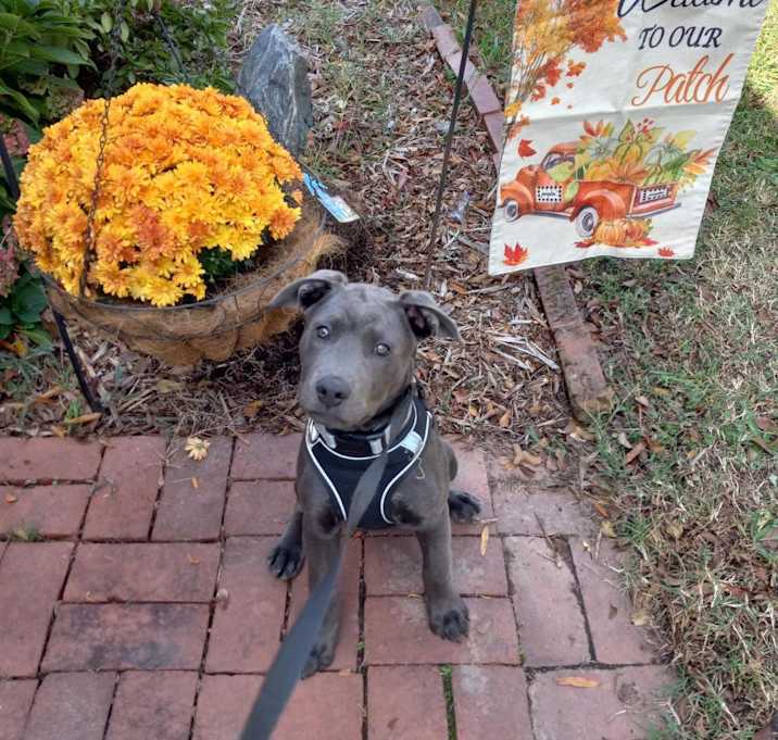 Photo of Smokey