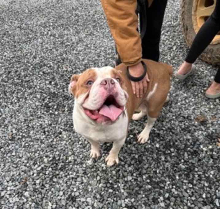 Photo of Sparky