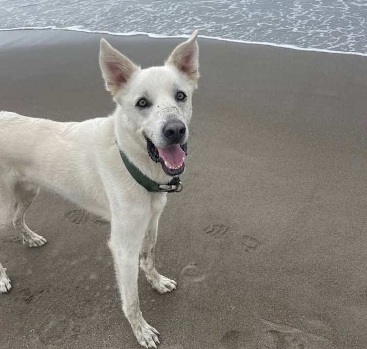 Photo of Sawyer