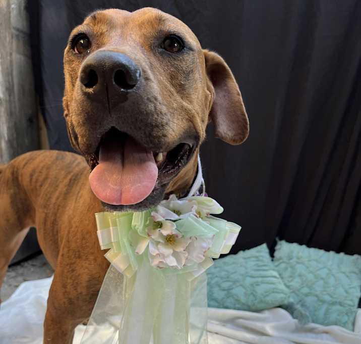 Photo of Penny