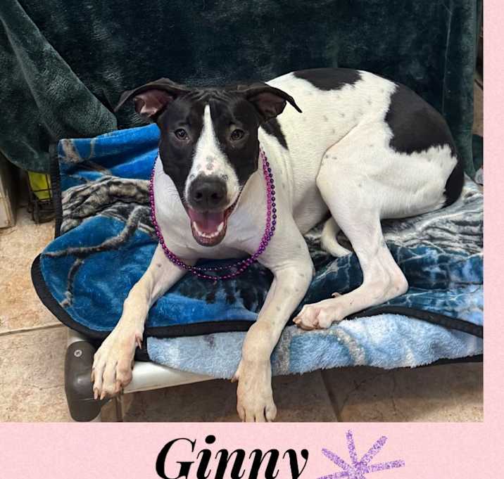 Photo of GINNY -1 YEAR DALMATIAN