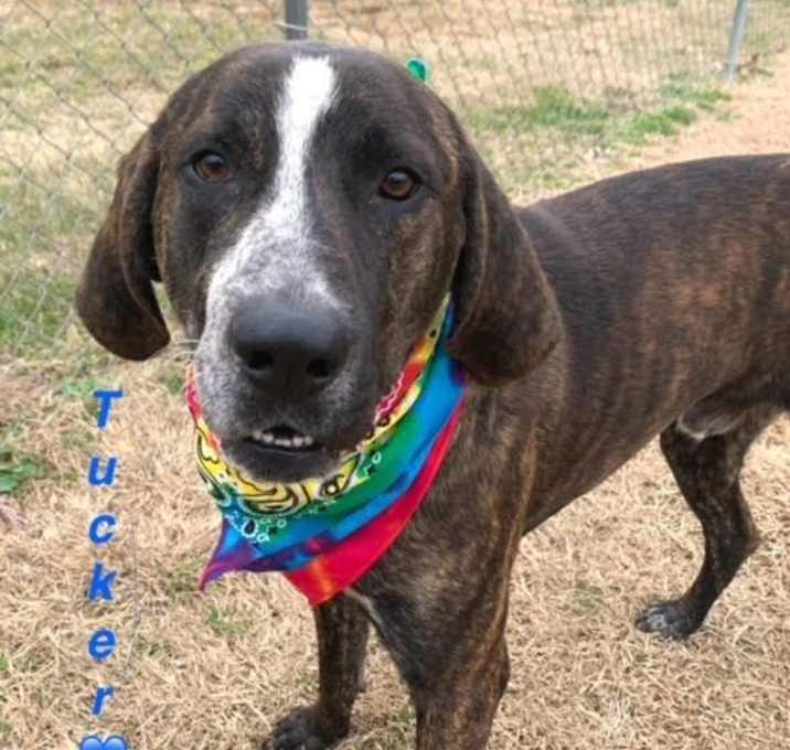 Photo of Tucker