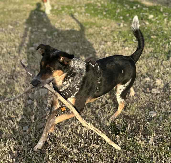 Photo of Oliver