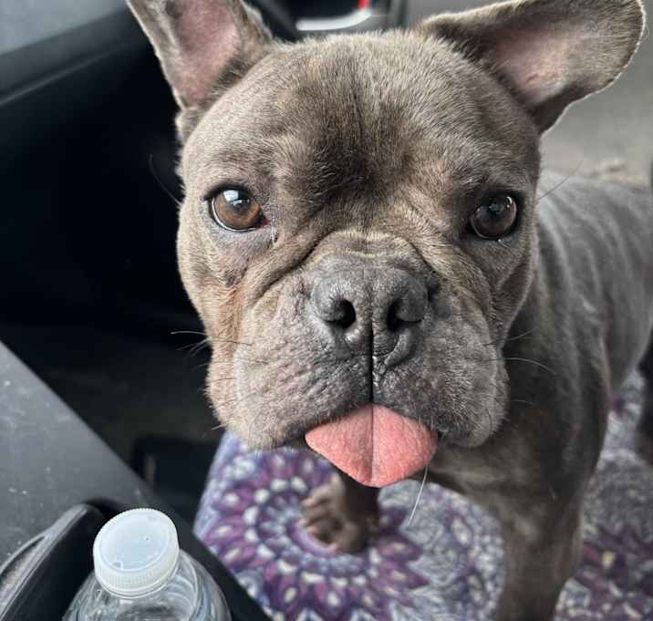Photo of Rosie
