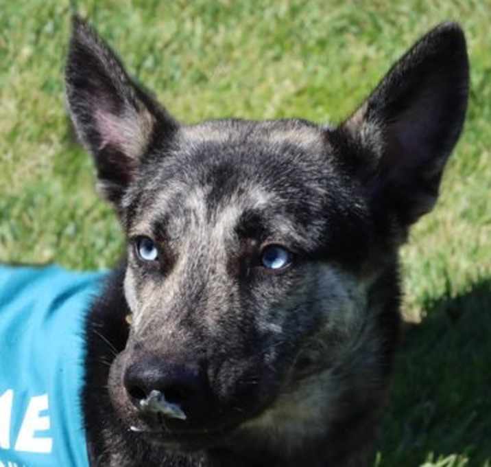 Photo of Otto