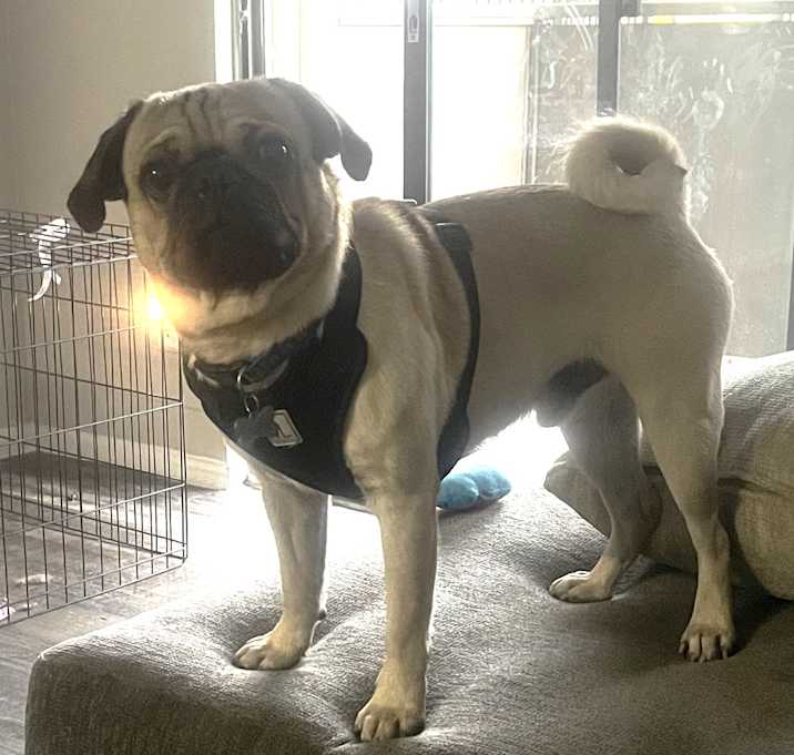 Photo of Charlie